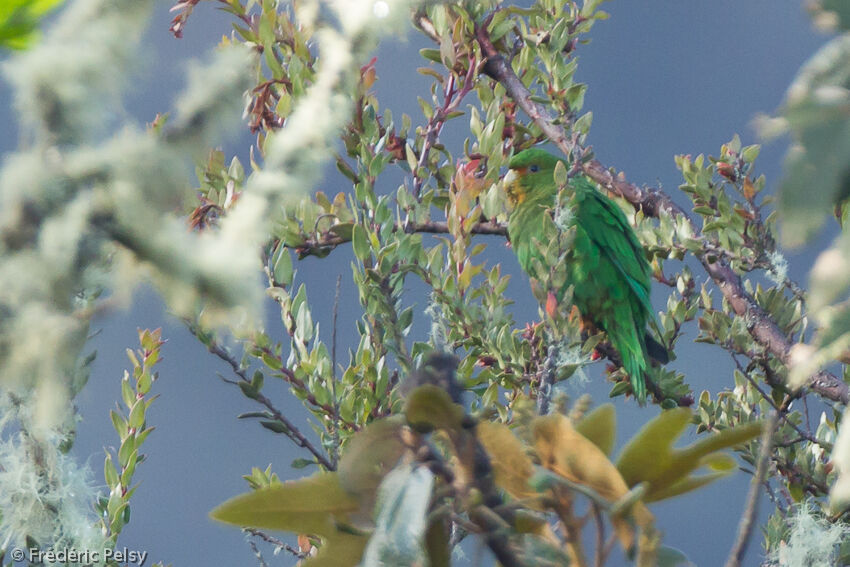 Rufous-fronted Parakeetadult