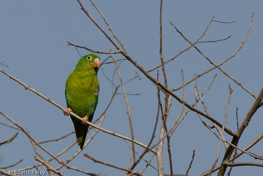 Orange-chinned Parakeetadult