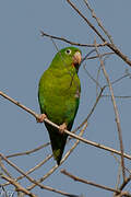 Orange-chinned Parakeet