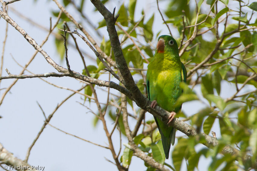 Orange-chinned Parakeetadult