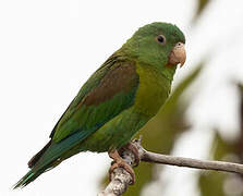 Orange-chinned Parakeet