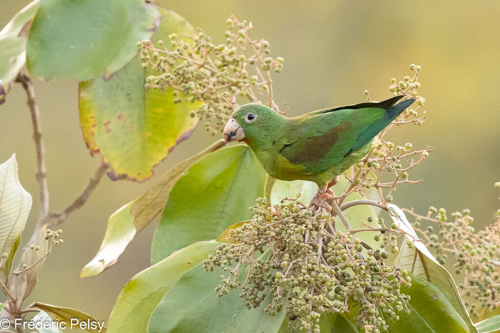 Orange-chinned Parakeet, eats