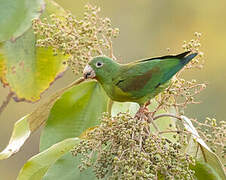 Orange-chinned Parakeet