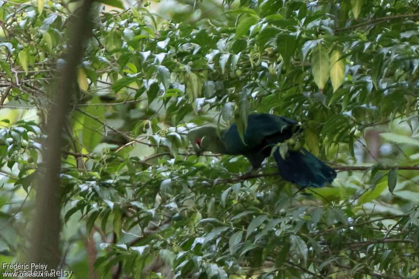 Touraco à bec noiradulte, habitat, camouflage, pigmentation