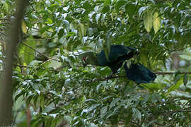 Black-billed Turaco