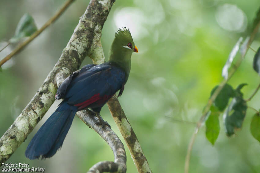 Yellow-billed Turacoadult, identification