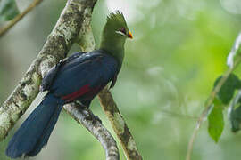 Yellow-billed Turaco