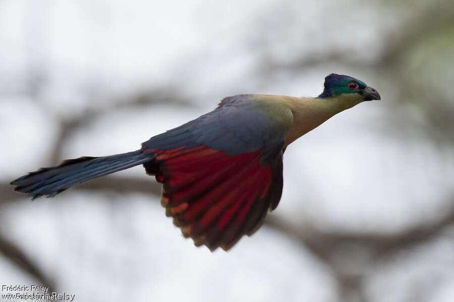 Purple-crested Turaco, Flight