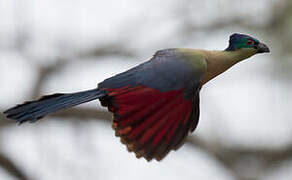 Purple-crested Turaco