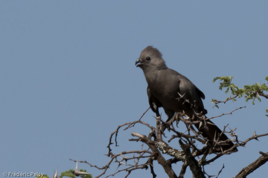 Grey Go-away-bird