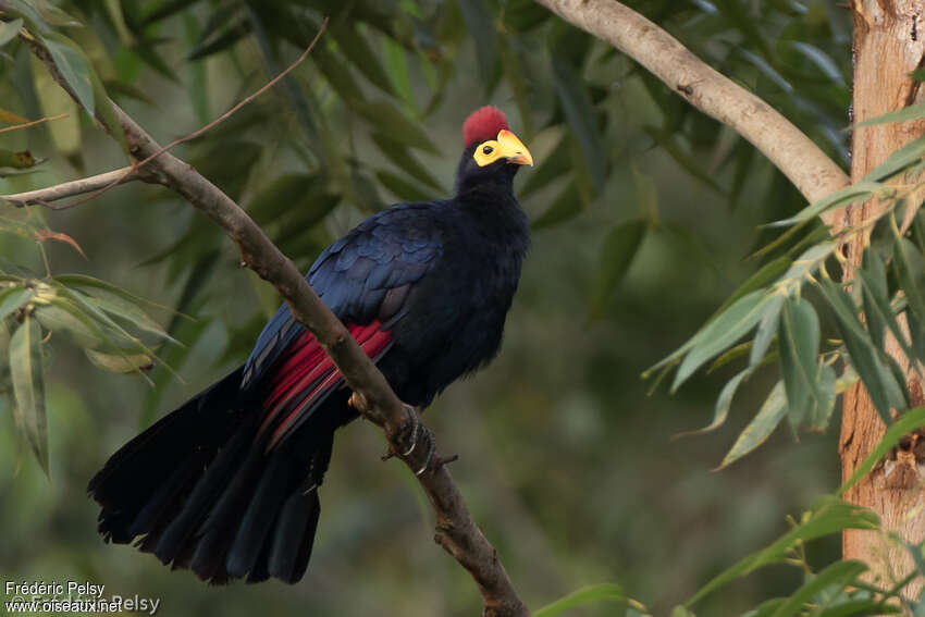 Touraco de Lady Rossadulte, identification