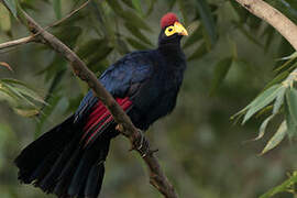 Ross's Turaco