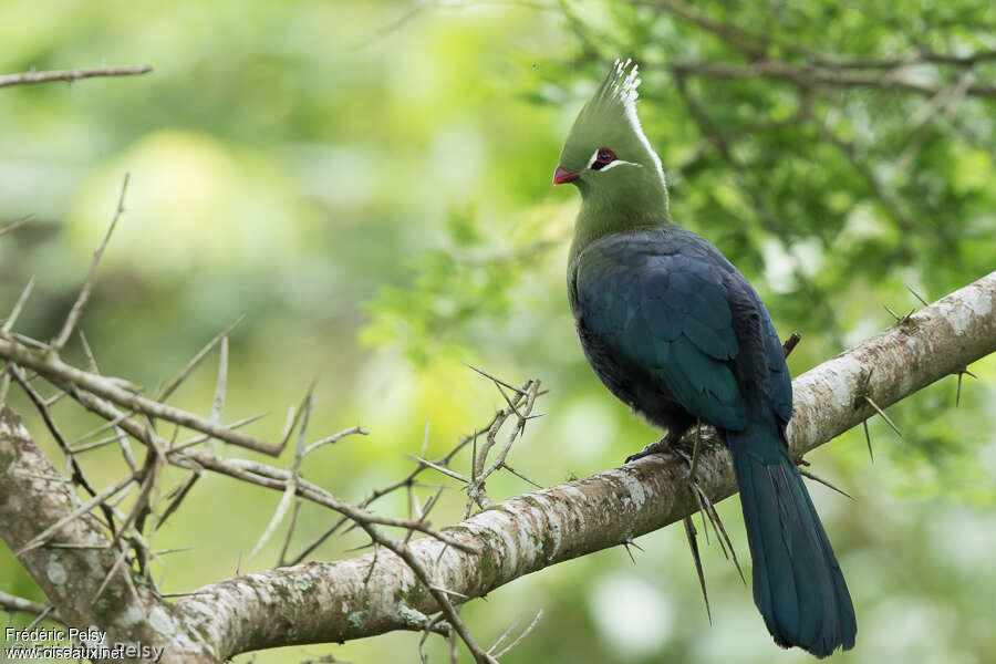 Livingstone's Turaco, identification