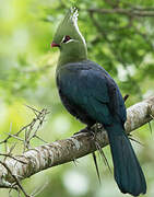 Livingstone's Turaco