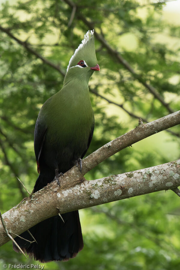 Touraco de Livingstone