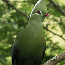 Touraco de Livingstone