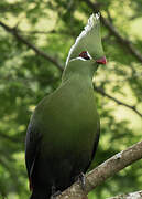 Livingstone's Turaco