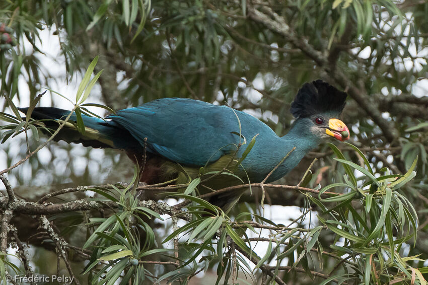 Great Blue Turacoadult