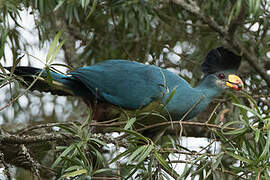 Great Blue Turaco