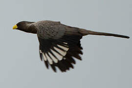 Western Plantain-eater