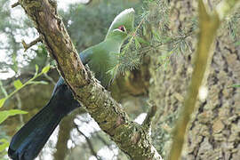 Knysna Turaco