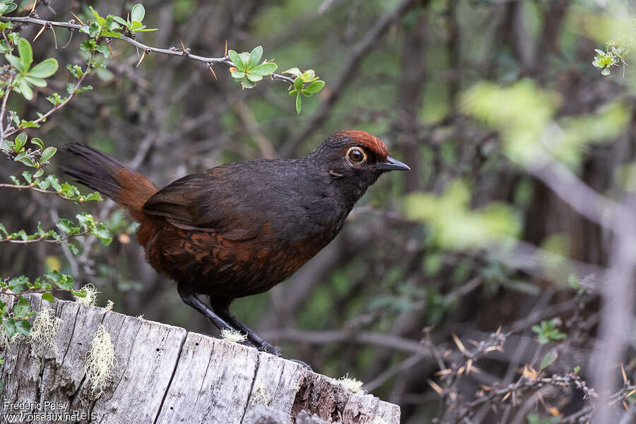 Tourco huet-huetadulte, identification