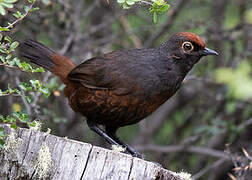 Black-throated Huet-huet