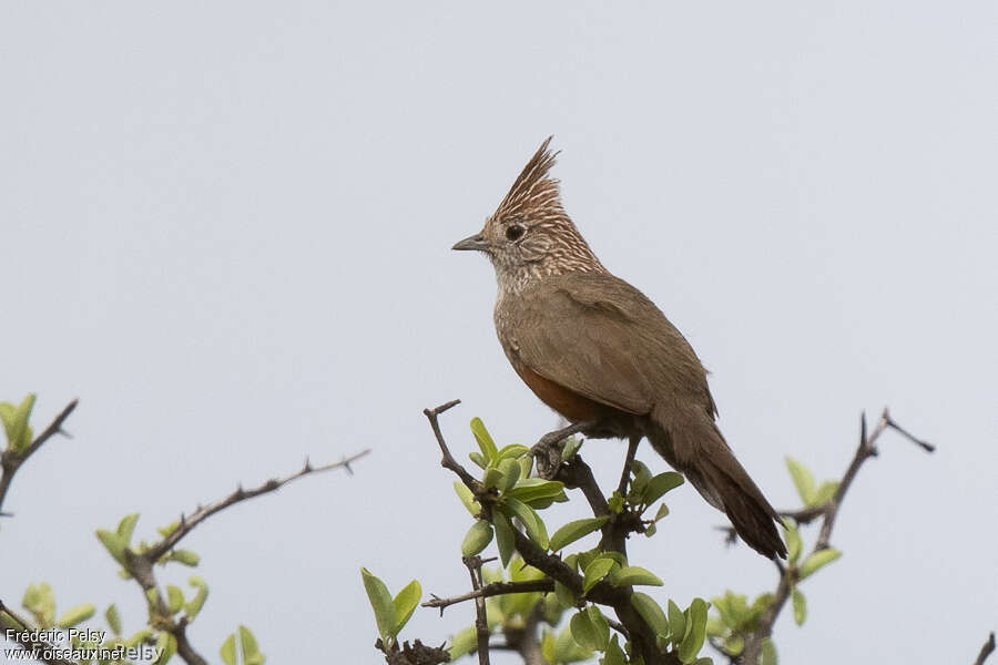 Crested Gallito, identification