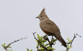 Crested Gallito