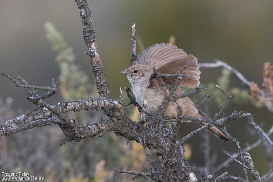 Sandy Gallitoadult, courting display