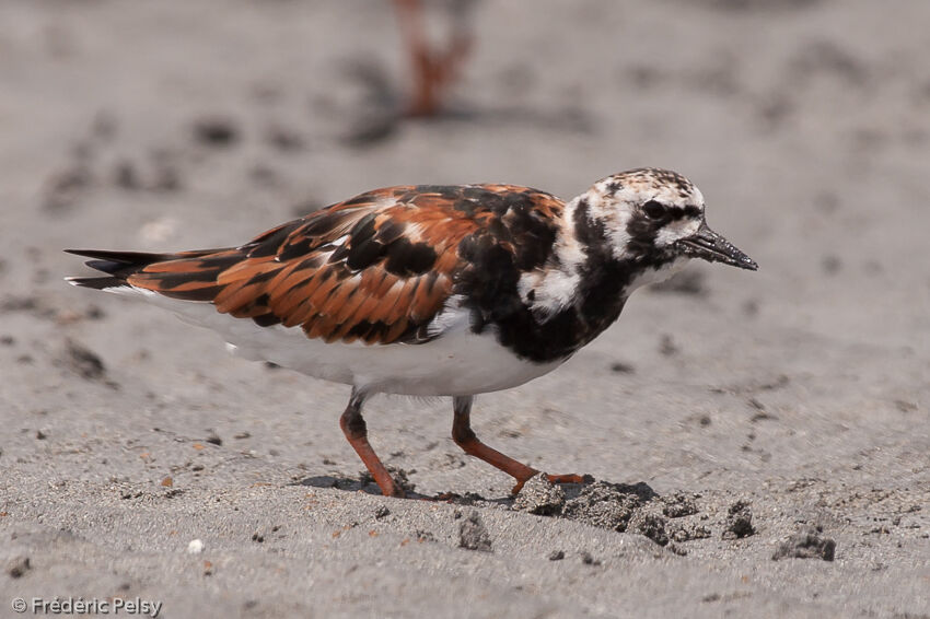 Ruddy Turnstone