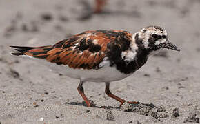 Ruddy Turnstone