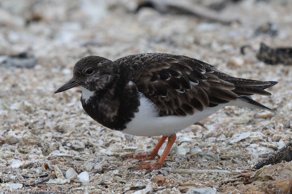 Ruddy Turnstone