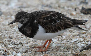 Ruddy Turnstone