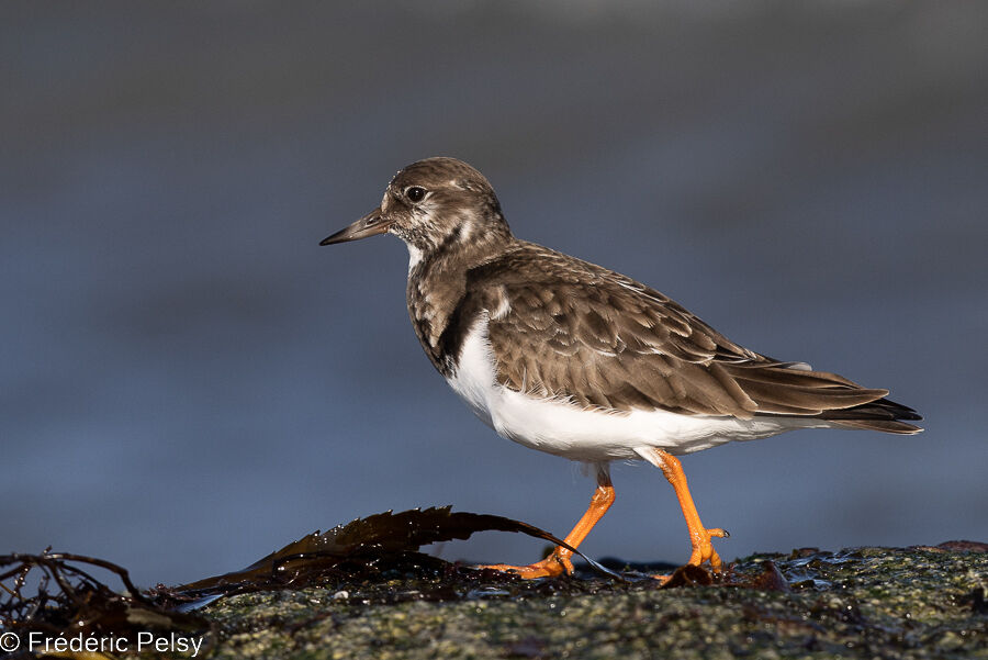 Ruddy Turnstone