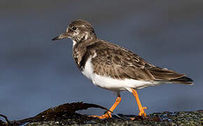 Ruddy Turnstone