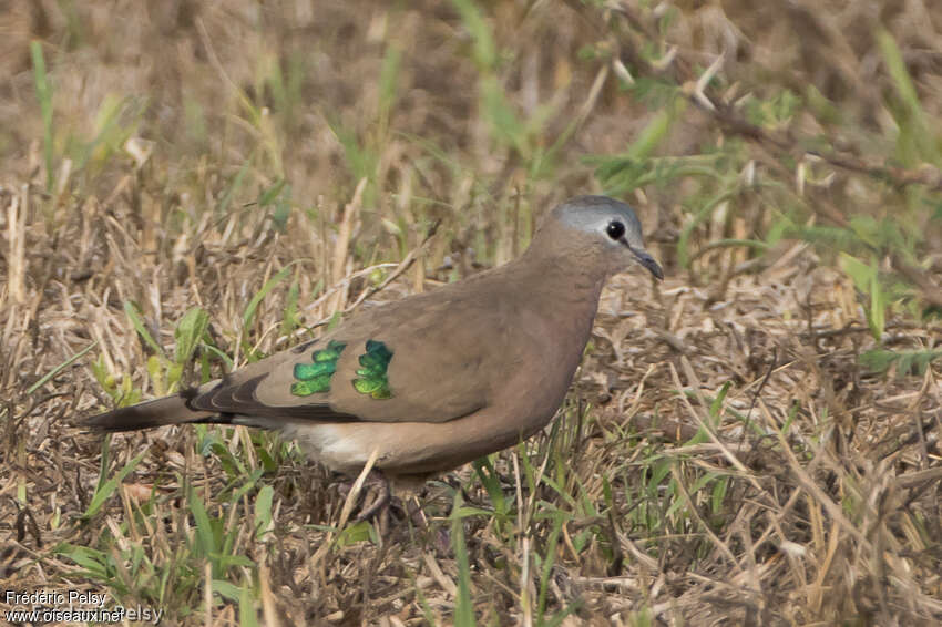 Emerald-spotted Wood Doveadult