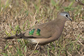 Emerald-spotted Wood Dove