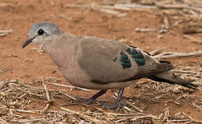 Emerald-spotted Wood Dove