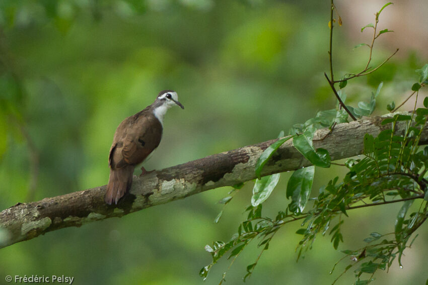 Tambourine Dove male