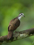 Tambourine Dove