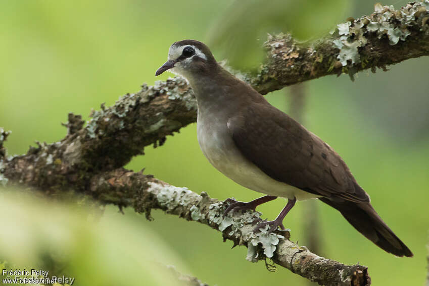 Tambourine Doveadult, identification