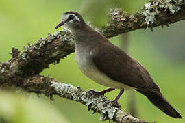 Tambourine Dove