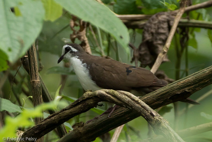 Tambourine Doveadult, identification