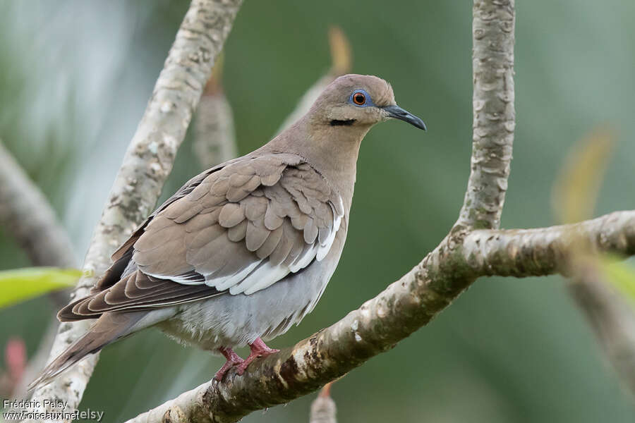 White-winged Doveadult