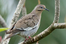 White-winged Dove