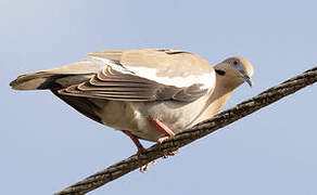 White-winged Dove