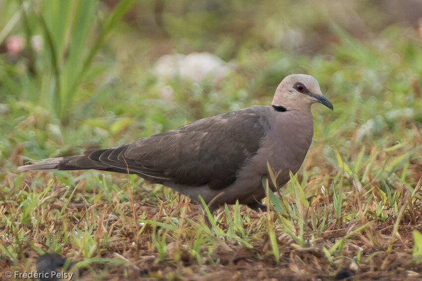 Red-eyed Doveadult