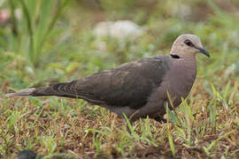 Red-eyed Dove