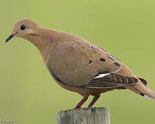 Zenaida Dove